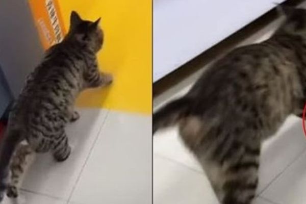 Mèo siêu diễn viên 'ảnh đế' gây náo loạn siêu thị