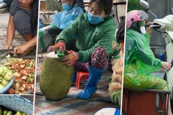 Thu nhập cao với việc gọt măng cụt xanh