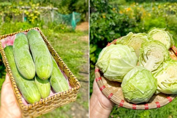 Trở về quê trồng cây: Bình yên đổi đời