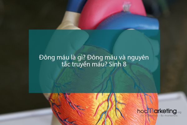 Đông máu là gì? Đông máu và nguyên tắc truyền máu? Sinh 8